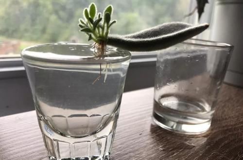  『植物的叶片』用塑料瓶来水培多肉植物叶片，快速促进生根，长芽后就可转土培