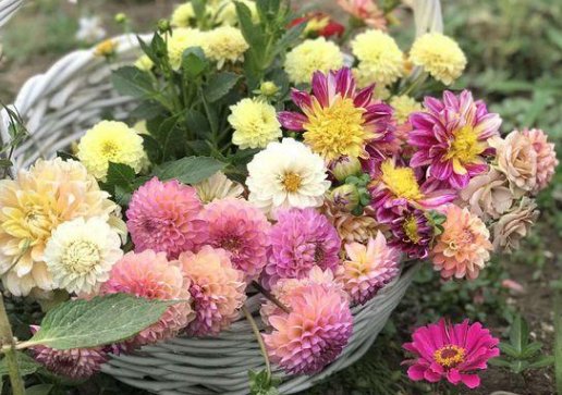「养花」养花就养这5款,花期长开花艳丽,开花一茬接一茬,花苞开满阳台