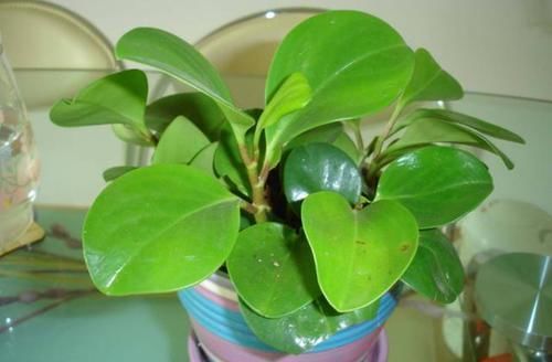 『此种』此种绿植堪称'二手烟的克星',修剪勤冒芽快,1根枝条变1盆