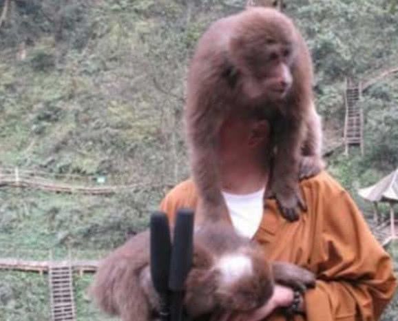 峨眉山上的猴子拦路打劫游客，但最怕这样东西，游客：智商比我高