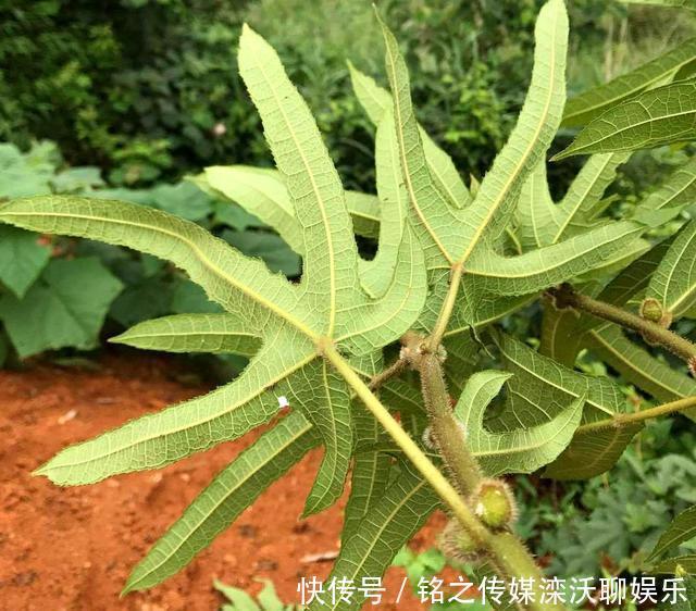 人称:这植物人称“五爪龙”,看着不起眼,用处却不少,可惜不多见了