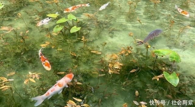 日本一处天然池塘，竟犹如莫奈经典名画，隐匿多年最近才被发现