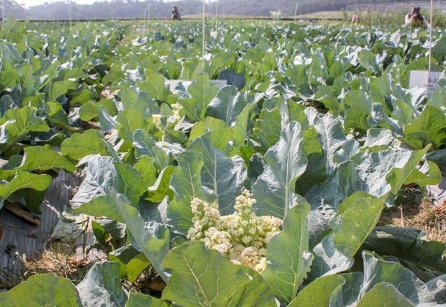  [感觉]曾靠从印度进口才够吃，如今产量年年增加，农民却说感觉