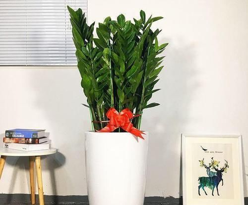  观赏价值■这“5种”植物，名字“吉利”，再贵也要养1盆，“旺家”又旺财