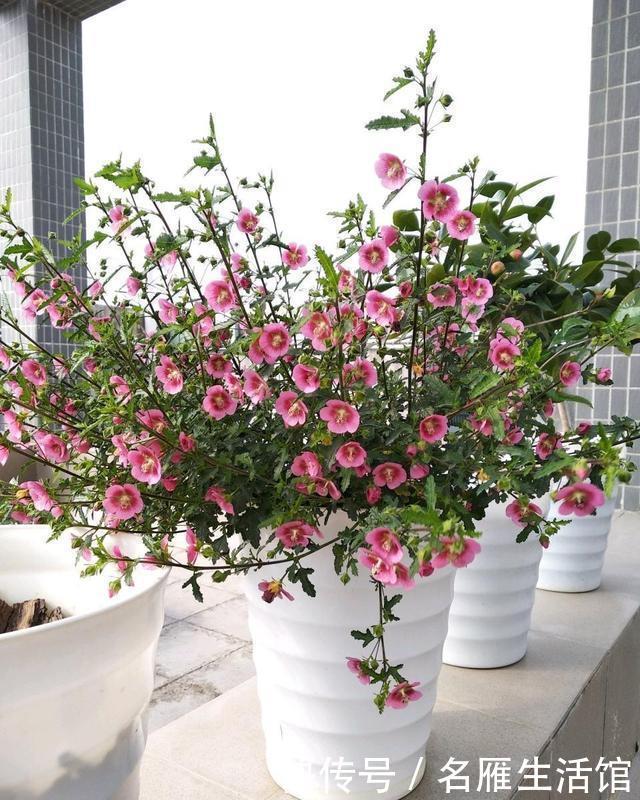  『茉莉花』这三种花卉，只要肥力、水分、阳光跟上，花量完全不发愁