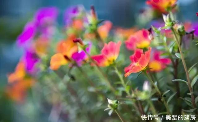  不见|5月养这6种花要“狠狠晒”，越晒越能开，否则只见叶子不见花