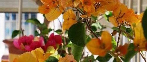  #长满花盆#三角梅开花少，狠心“剪剪枝条”，花苞“爆开”，根系长爆花盆