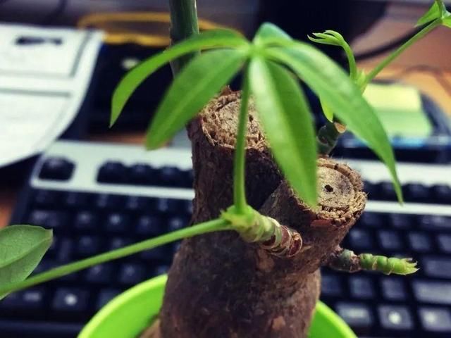  「图片作者」10种花，春天不能晒，躲屋里最安全！