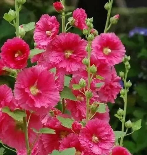  『皮实』这种花一开一大串，花像小太阳！皮实好养，不仅好看还可以食用！