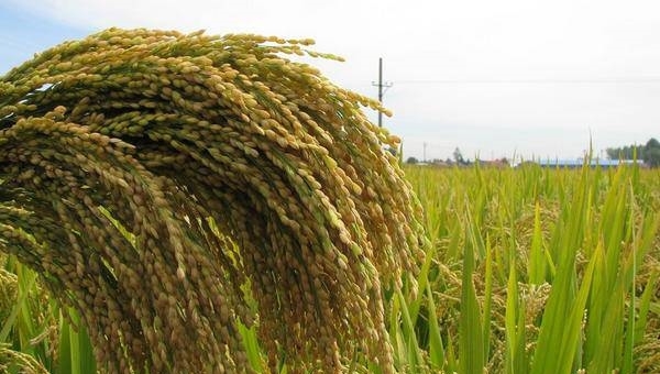  【农民】民以食为天，粮食为什么一直没涨价？