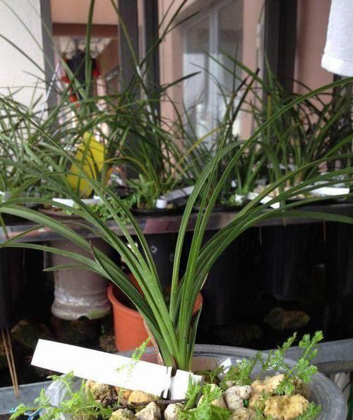  「疏松透气」花盆里面埋泡沫，养花二十年，从来不烂根，兰花一样呼呼开