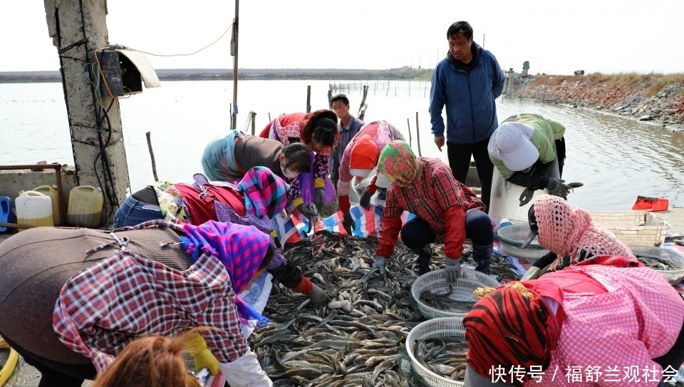  [海边]东北海边胖头鱼滚球上岸！渔村70后十姐妹2小时分拣万斤鱼