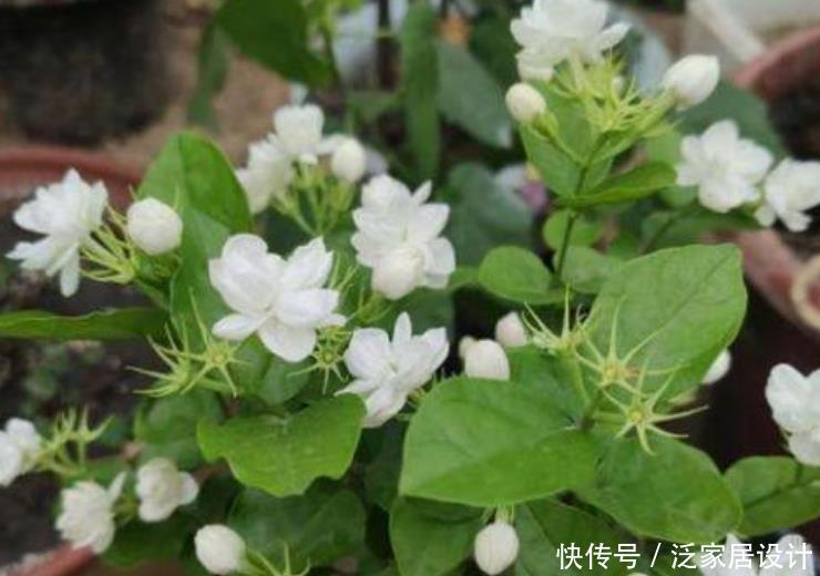 『有型』夏季就养3种花,越晒开花越旺,要香有香,要型有型,美爆!