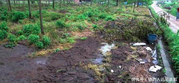 农村老话说“一把猪粪一把粮食”，为什么养殖却有污染呢