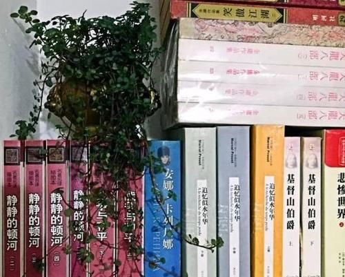 「耐阴」耐阴又漂亮的观叶盆栽,档次高、有格调,叶子比花还美的植物!