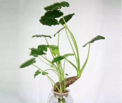 「以水培」猪年就要来了，家里栽什么植物好？土培还是水培呢？给你推荐几种