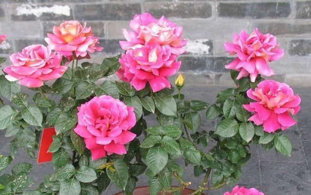  『月季』花卉种类上千种，“月季”为何受追捧？花色丰富，花期长！