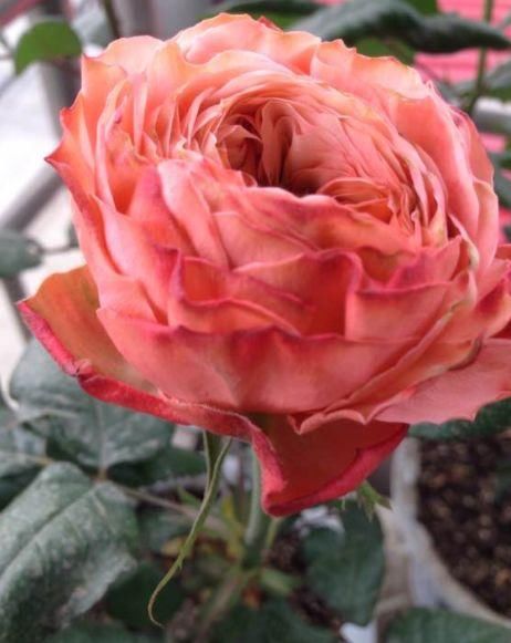  #花心#喜欢菊花，不如养盆“精品玫瑰”卡哈拉，花心似漩涡，清秀淡雅！