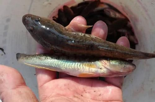  「钓友」沿海钓友的“入门鱼”吃食大胆，索饵凶狠，有一股蛮劲