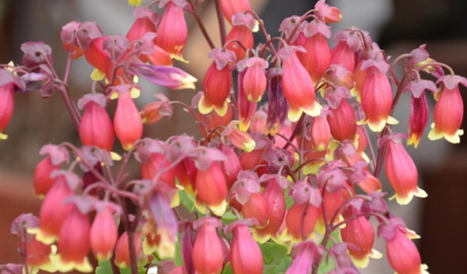  [养护]4种高颜值“网红花”，一盆好几百，株型美，开花奇特，见过吗？