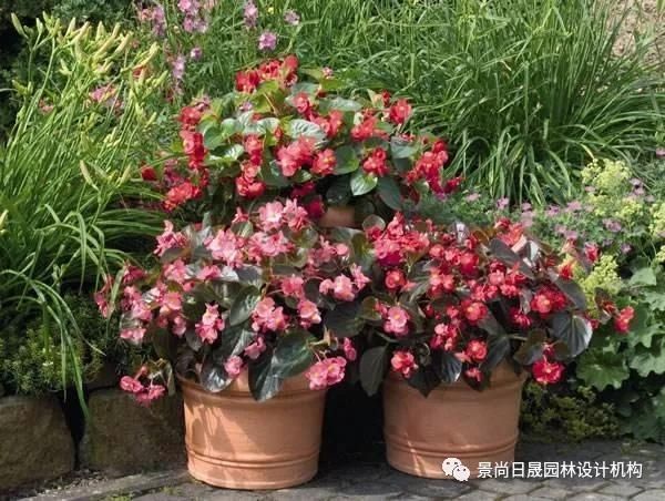  『适合』适合庭院种植的27种常用宿根花卉