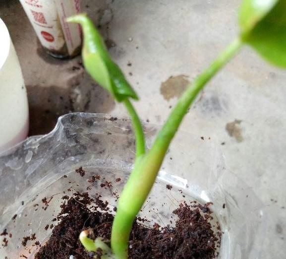 【当年】详解红掌分株,小苗养护要注意,小苗当年就能开花