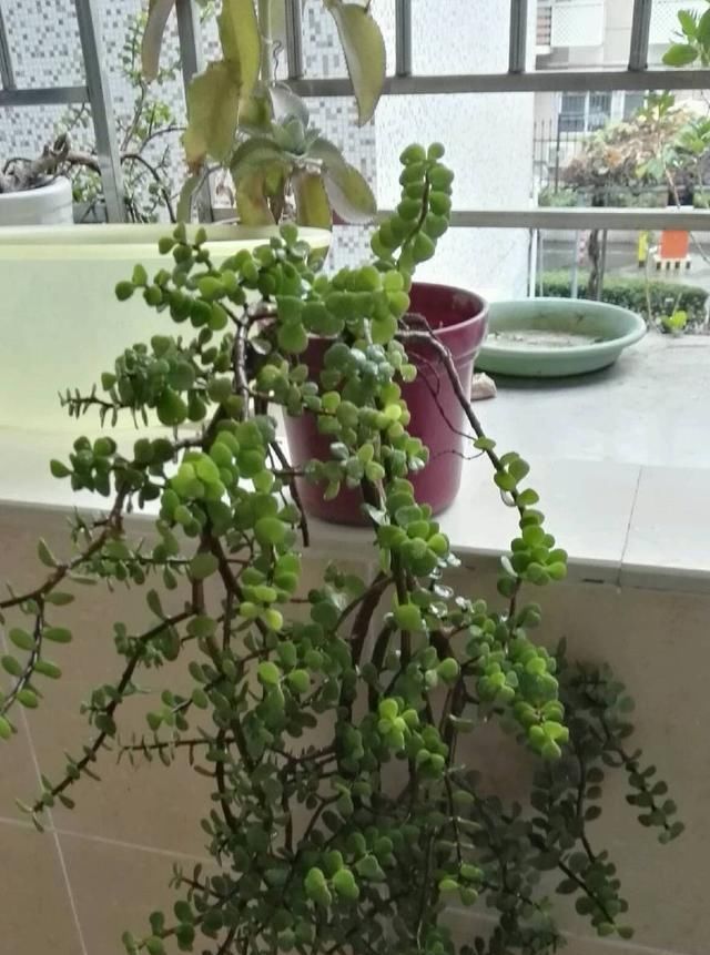  造型就：金枝玉叶修剪要勤快，否则长成八爪鱼！