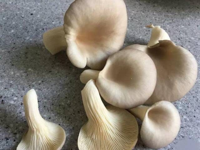  #路边#路边丢的“菌包”，老爹捡回家，三天两头一喷水，长出了大蘑菇
