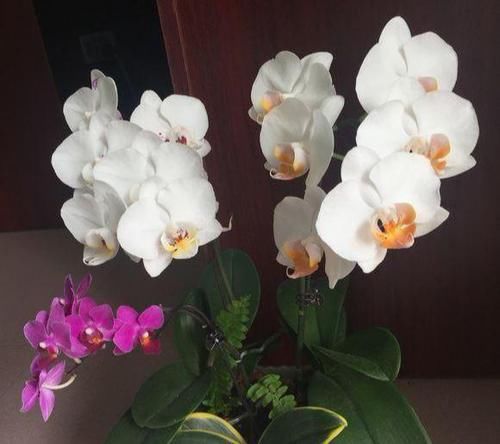  『调整』家养蝴蝶兰，“十二分细心”调整，花苞一起爆，齐刷刷，花满枝