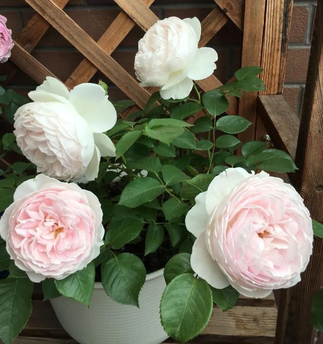  #图片作者#有一颗爱花的心，就算只有个封闭小阳台，也能养出一片花海！
