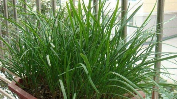  盆栽：这4种菜种阳台,发芽快长得快,一盆收获好多,叶子比盆景还美!