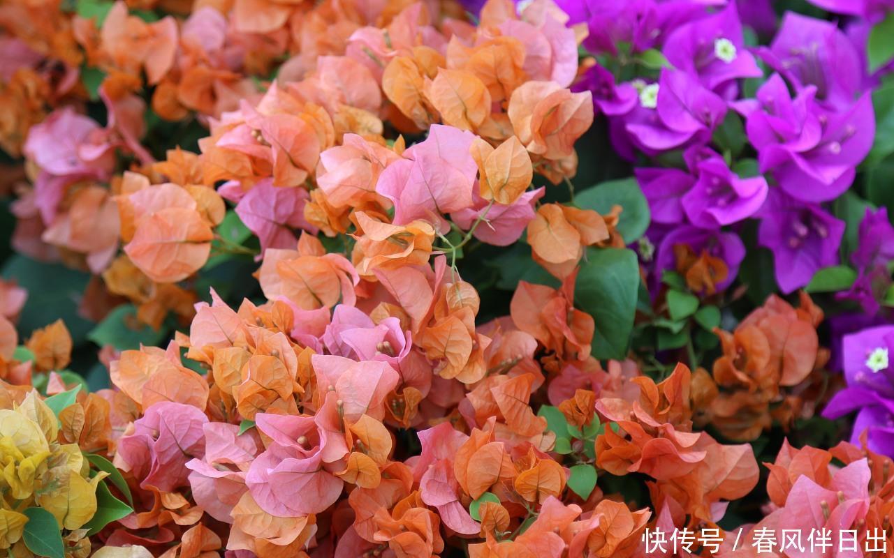 『漂亮』新手喜欢在家中养护漂亮的花卉,就可以选择3种花,美丽优雅妖娆