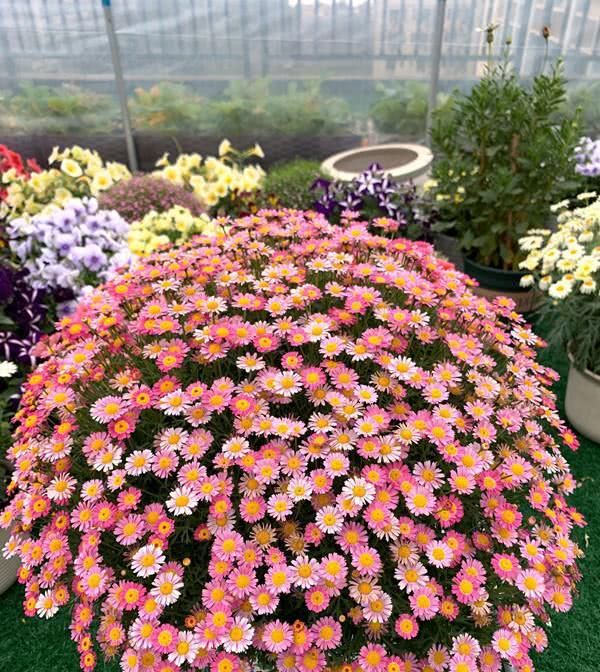  盆栽@此盆栽花是世界名花，号称“爆盆神器”，花期超半年，养护很容易