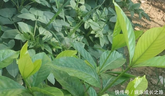 栀子花@新手养栀子,黄叶非常多,4个原因看一看!