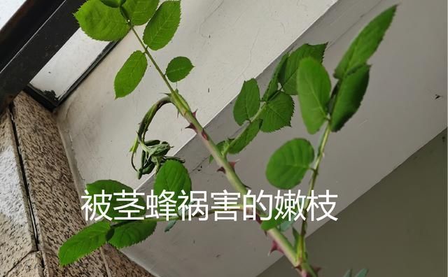  #蜜蜂#养玫瑰，防止干蜜蜂，否则就没有花了！现在出去