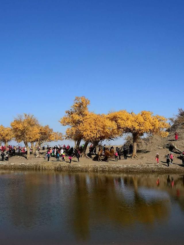 世界上唯一存在的沙漠胡杨林景区，内蒙古额济纳弱水胡杨风景如画