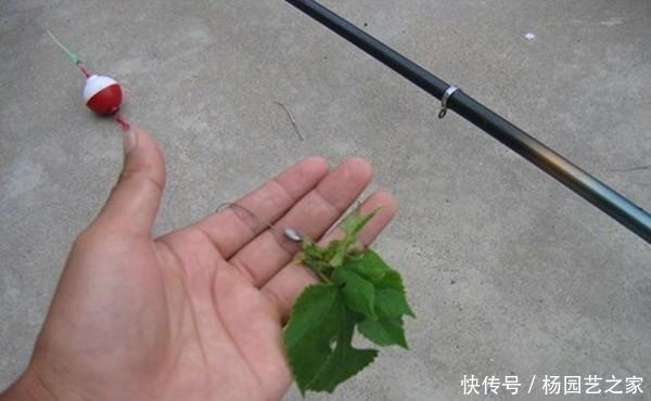 【立夏】立夏过后气温高,野钓草鱼要钓浮,这些远投钓浮方法,收获有保证