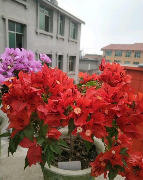  「小院」小院养这4种花，满墙都是花，太阳晒一晒，能开上千朵花