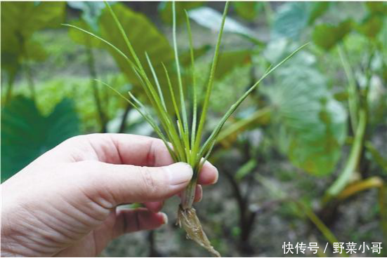  [大熊猫]比大熊猫还要珍稀的品种出现了，必须得保护啊！