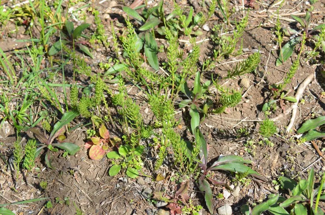 农村一草叫“吸金草”，体内含有黄金，价值极高，晒干了20一斤