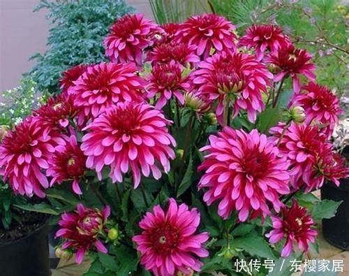 开出|这4种花遇到大太阳别遮阴,让它们使劲晒,呼呼开出满盆花