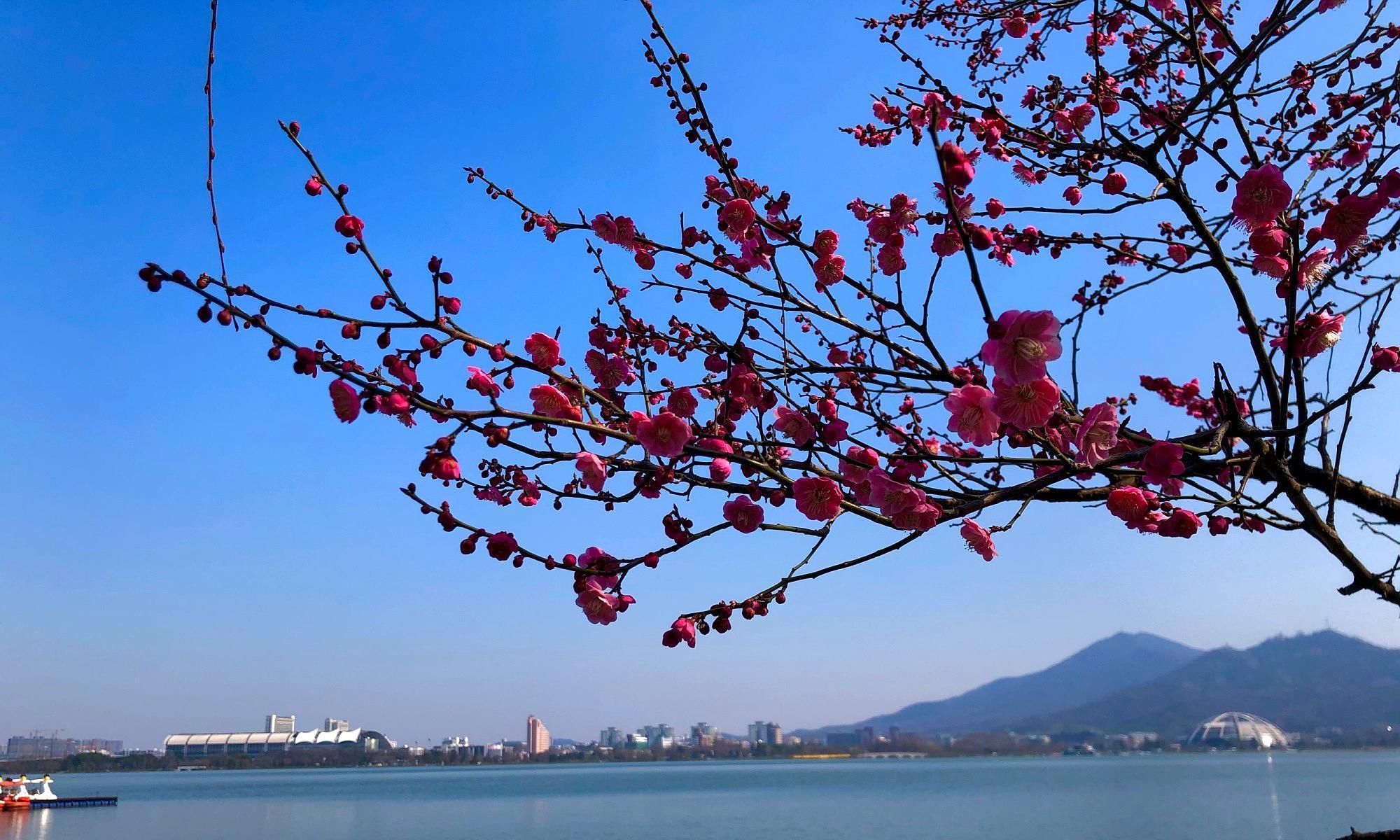  樱花：在南京，这座湖与西湖，南湖并称江南三大名湖，如今樱花盛开
