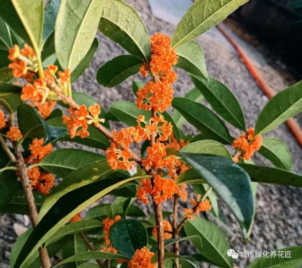  【新叶】桂花枝条光秃秃不长新叶又开花？做到2点新芽撑撑长，摘花不能少