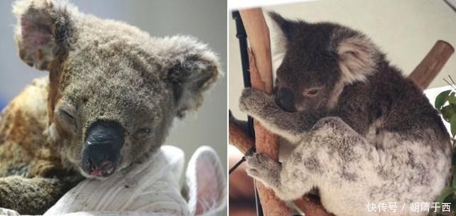 澳大利亚森林火灾动物