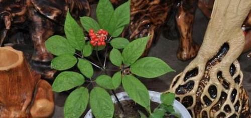  种子：家里不知养啥花，那就养“人参”，简单又好养，还能开花结种子