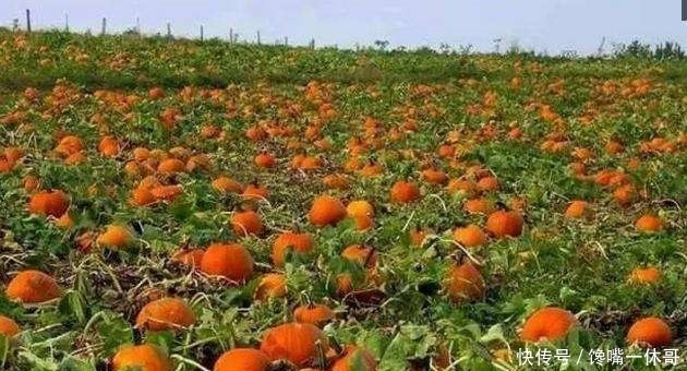  毛钱■几千吨滞销，一斤1毛钱堆一地，每天大批量腐烂，农民太苦