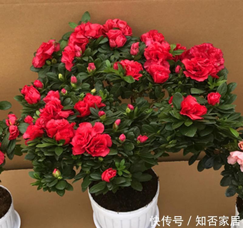 「美好」喜欢养护花卉,就选择花色艳丽,开花容易爆盆的花卉,吉祥美好
