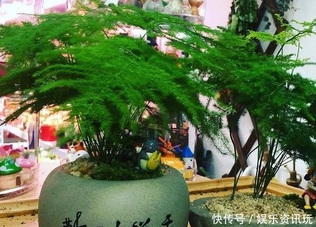  「新芽」文竹不长新芽问题可能出在“4个地方”，做对了很快爆盆