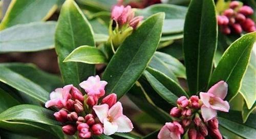  「黄叶」室内养了盆瑞香花，黄叶造型差，教你几招能返青