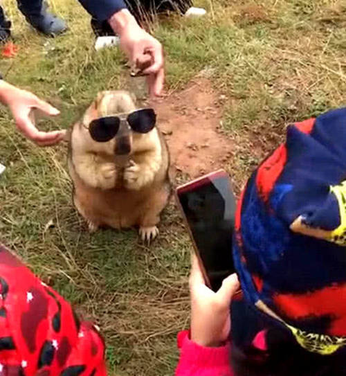 游客和土拨鼠一起嬉戏，给它戴上墨镜后，它的反应让游客直想笑
